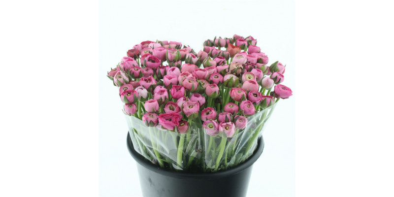 Ranunculus El Dark Pink 40cm A1