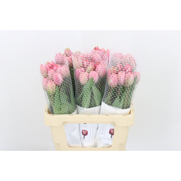 Tulips Du Drumline 55cm A1 Col-Peach