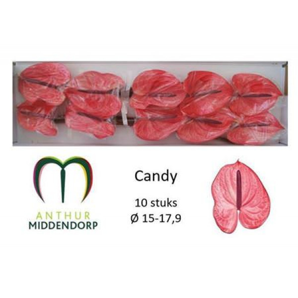 Anthurium Candy X10 10 Col-Pink