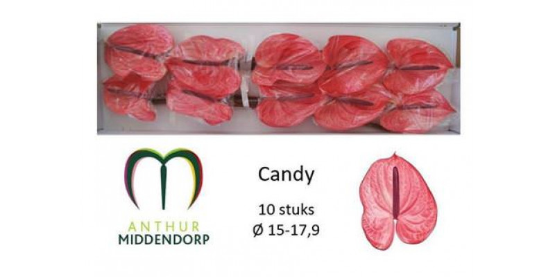 Anthurium Candy X10 10 Col-Pink