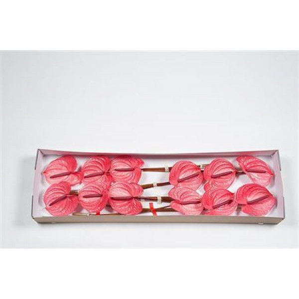 Anthurium Candy X12 12cm 12 Col-Pink