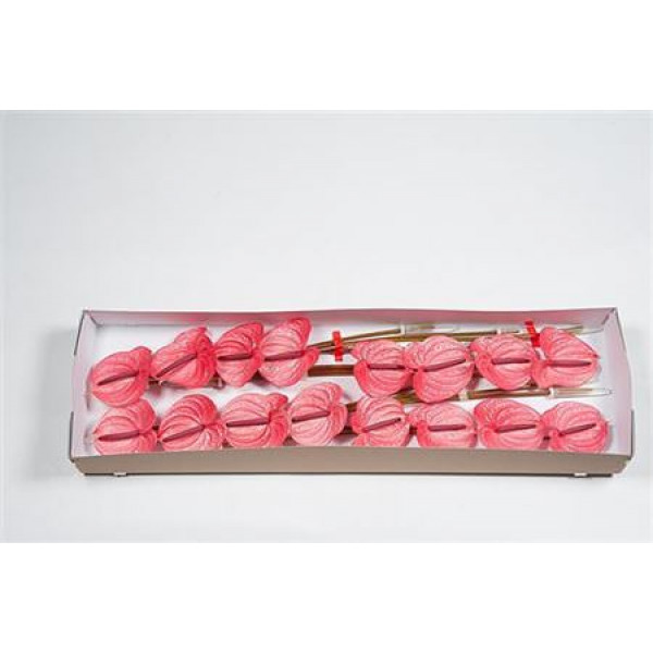 Anthurium Candy X16 16cm 16 Col-Pink