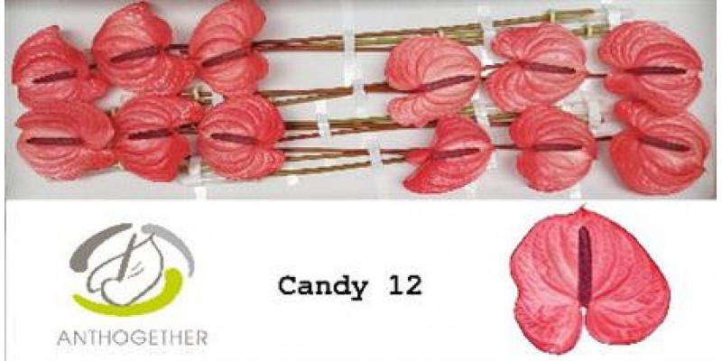 Anthurium A Candy 12 A1