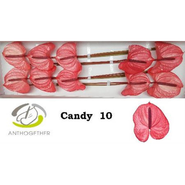 Anthurium A Candy 10  A1