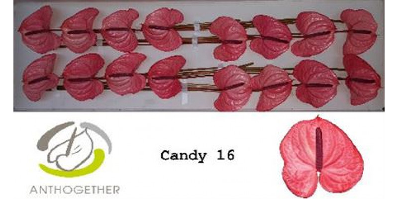 Anthurium A Candy 16  A1