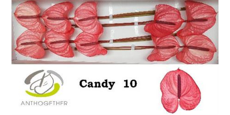 Anthurium A Candy 10  A1