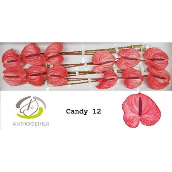 Anthurium A Candy 12  A1