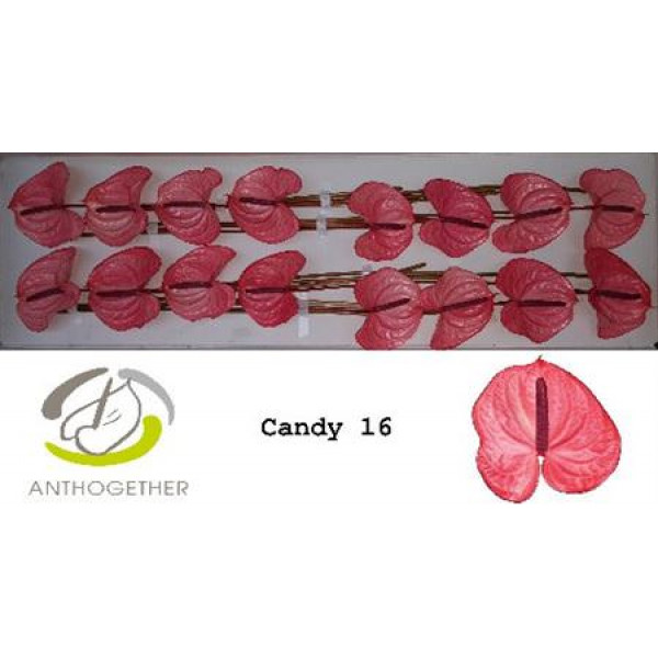 Anthurium A Candy 16  A1