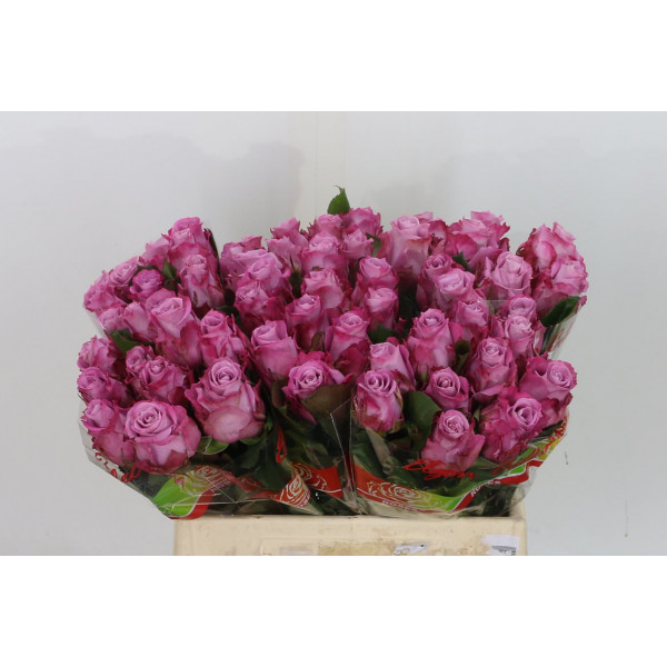 Rose Gr Maritim 60cm A1 Col-Purple