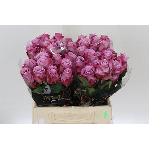 Rose Gr Maritim 40cm A1 Col-Purple