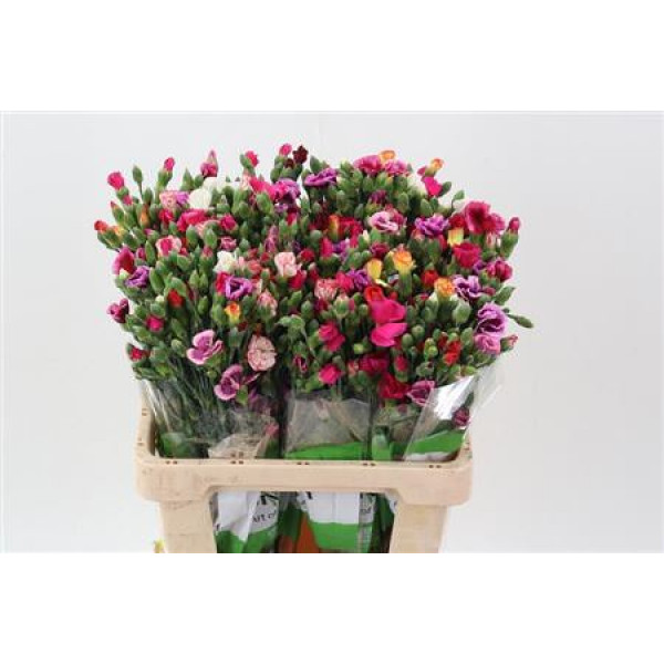 Dianthus Solomio Rainbow X20 65cm A1