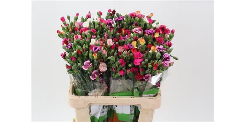 Dianthus Solomio Rainbow X20 65cm A1