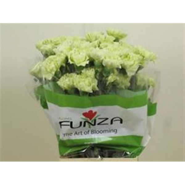 Dianthus St Selva Green 70cm A1 Col-Green