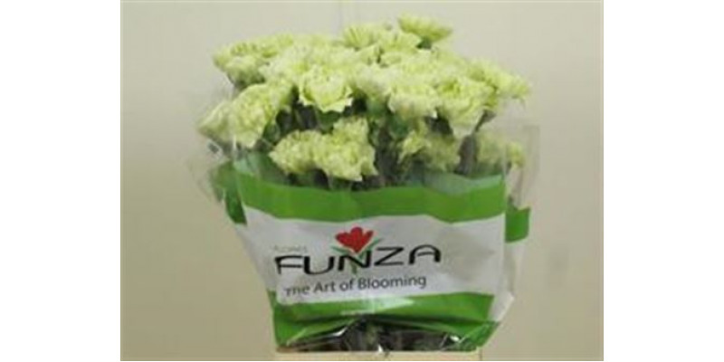 Dianthus St Selva Green 70cm A1 Col-Green