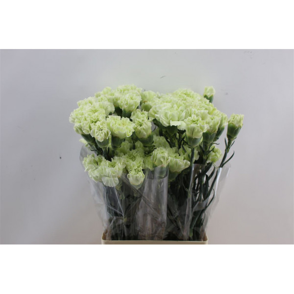 Dianthus St Selva Green 65cm A1 Col-Purple