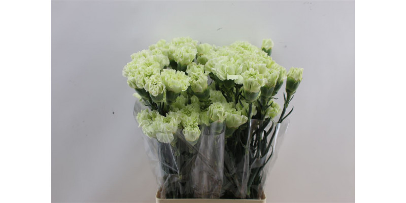 Dianthus St Selva Green 65cm A1 Col-Purple