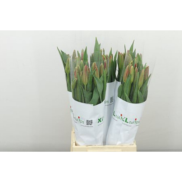 Tulips Frans En Red Proud 55cm A1