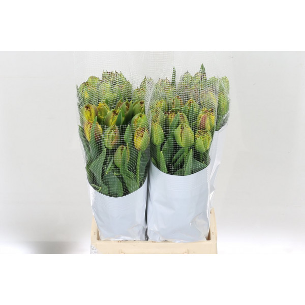 Tulips Freesias Bastia 50 A1Bicolor