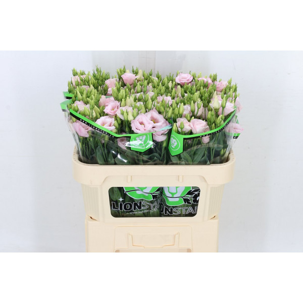 Lisianthus G Arena L Pink 72cm A1 Col-Pink