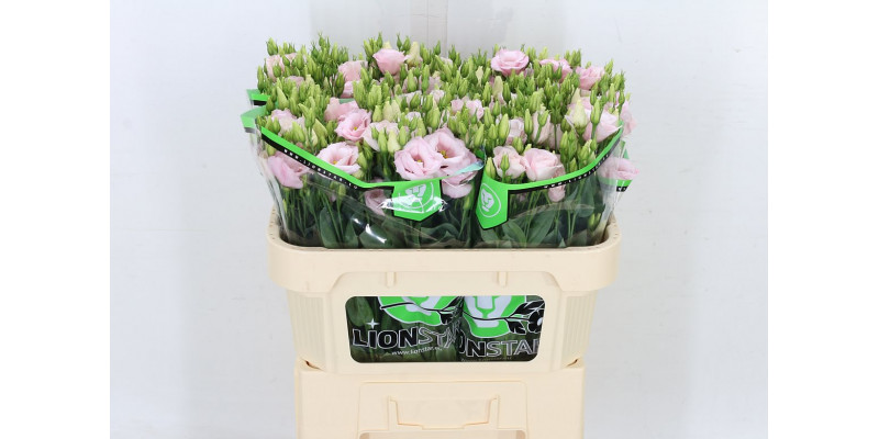 Lisianthus G Arena L Pink 72cm A1 Col-Pink