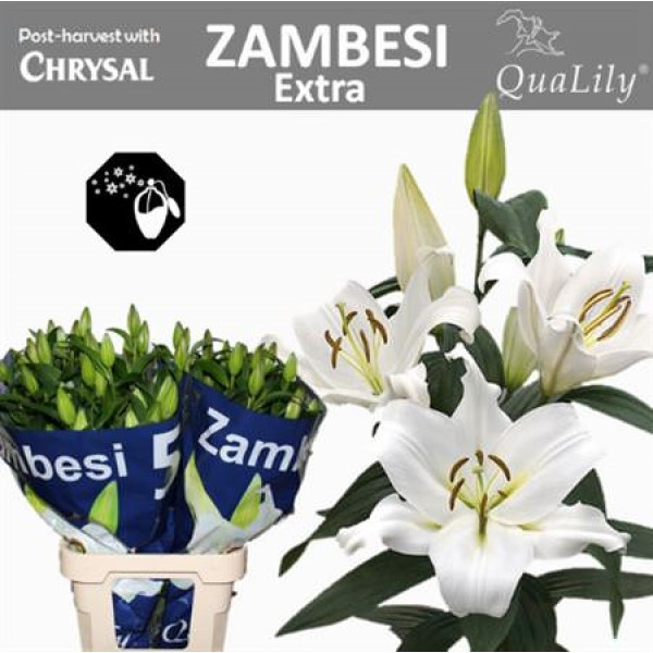 Lillys Or Zambesi 4+ 95cm A1 Col-White