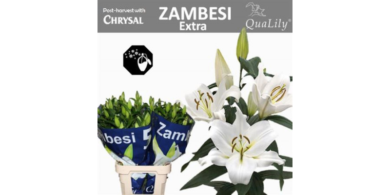 Lillys Or Zambesi 4+ 95cm A1 Col-White