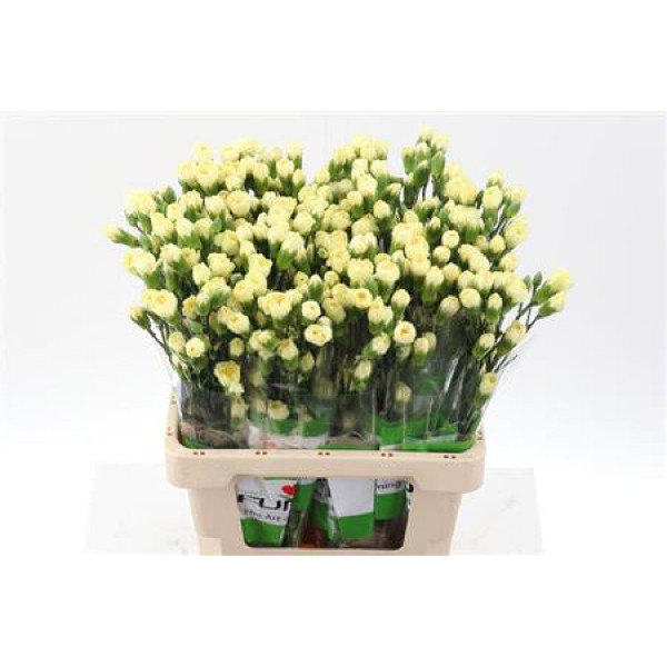 Dianthus Tr Xanthe Select X5 65cm A1 Col-Yellow