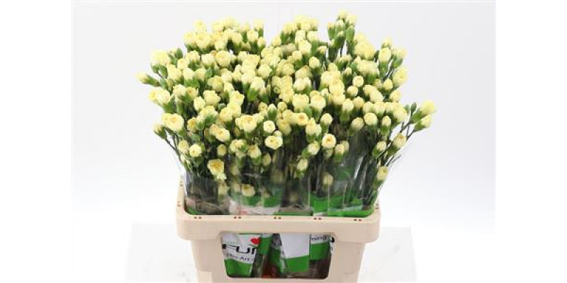 Dianthus Tr Xanthe Select X5 65cm A1 Col-Yellow