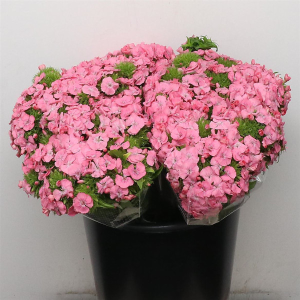 Dianthus Barb Earl Pink 40 cm 