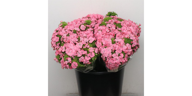 Dianthus Barb Earl Pink 40 cm 