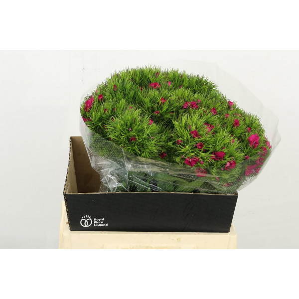 Dianthus Barb Lord Bre 45 A1Cerise