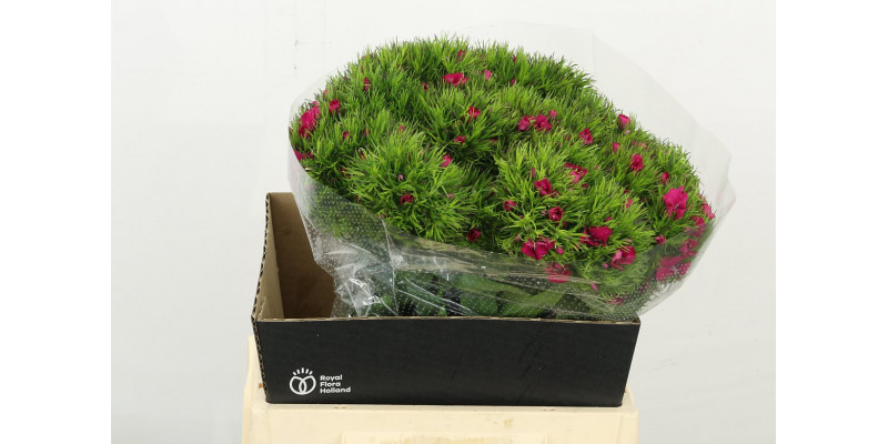 Dianthus Barb Lord Bre 45 A1Cerise