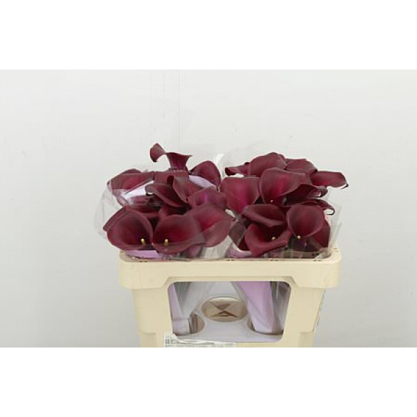 Zanthedeschias Calla Lilly Sumatra 50cm A1