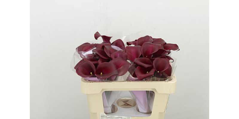 Zanthedeschias Calla Lilly Sumatra 50cm A1