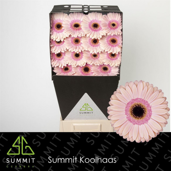 Gerbera Alliance Diamond 50cm A1 Col-Peach