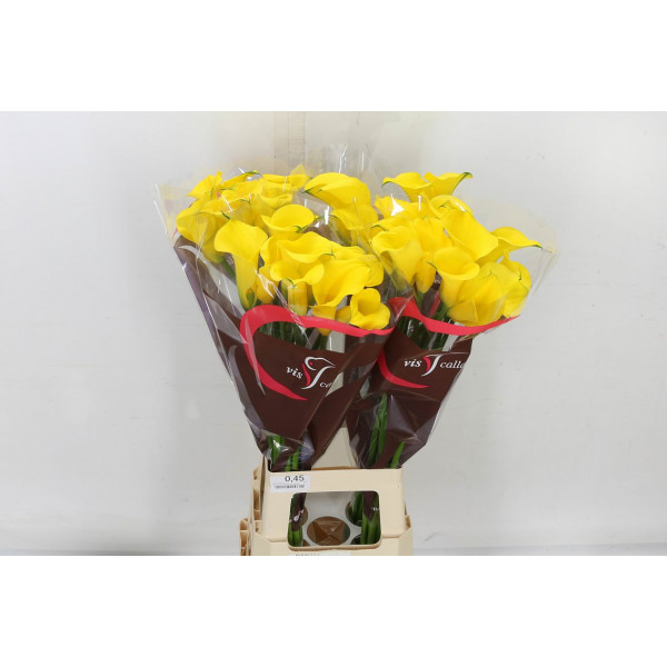 Zanthedeschias (Calla Lilly) Gold Medal 80cm A1 Col-Yellow