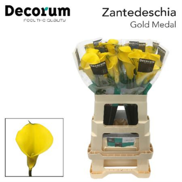 Zant Gold Medal 60cm A1 Col-Yellow