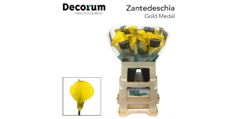 Zanthedeschias (Calla Lilly) Gold Medal 60cm A1 Col-Yellow