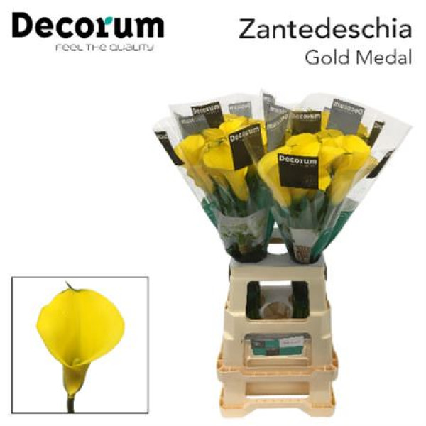 Zanthedeschias (Calla Lilly) Gold Medal 70cm A1 Col-Yellow