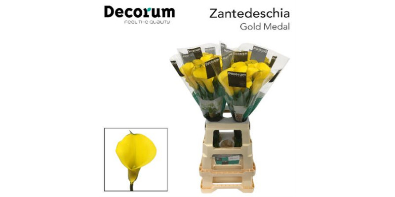 Zanthedeschias (Calla Lilly) Gold Medal 70cm A1 Col-Yellow