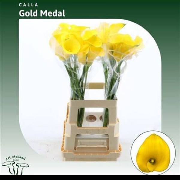 Zanthedeschias Calla Lilly Gold Medal 70  cm A1