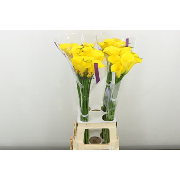 Zanthedeschias Calla Lilly Gold Medal 80  cm 