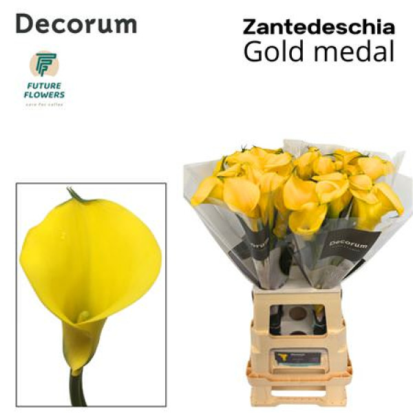 Zanthedeschias Calla Lilly Gold Medal 70 cm A1