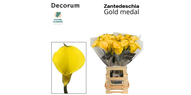Zanthedeschias Calla Lilly Gold Medal 70 cm A1