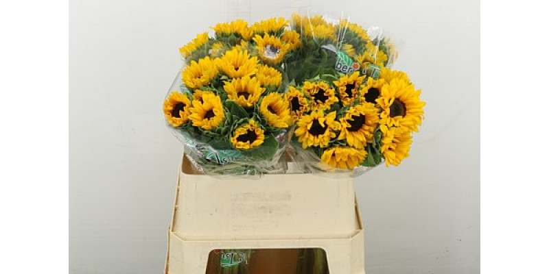 Heli Orange Fire 75cm 75 cm A1