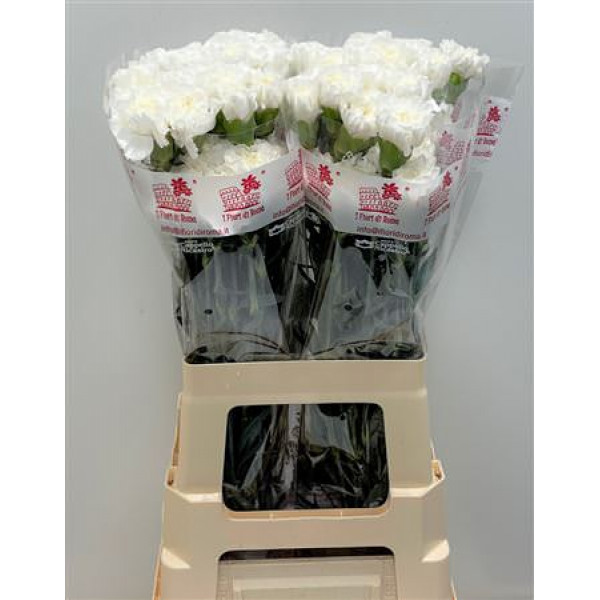 Dianthus St Everest Ml 65cm A1