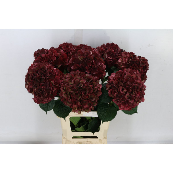 Hydrangea M Mag Rubyrd Cl 65cm A1 Col-Wine Red