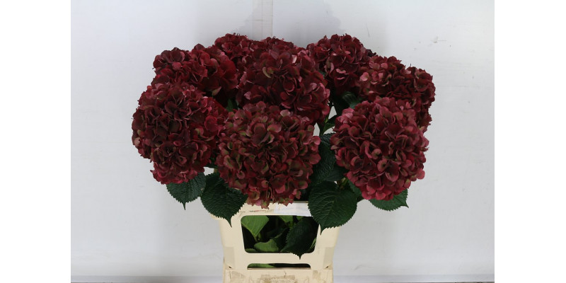 Hydrangea M Mag Rubyrd Cl 65cm A1 Col-Wine Red