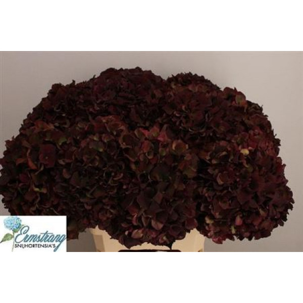 Hydrangea M Mag Rubyrd Cl 60cm A1 Col-Wine Red