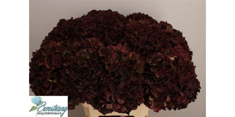 Hydrangea M Mag Rubyrd Cl 60cm A1 Col-Wine Red